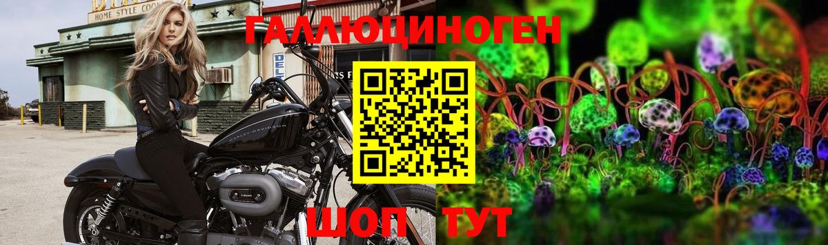 Псилоцибиновые грибы Psilocybe Новоуральск